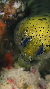 Guess樂What? #seacreatures #unknowncreature #Specious #biology #guess #fish #fishvideos #undersea #facts #underwater #MrScience | Mr science tamil | Facebook