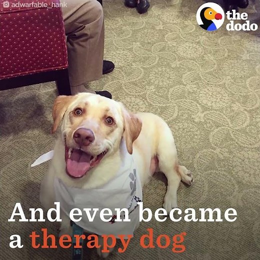 Dog With Dwarfism Learns To Walk Again
