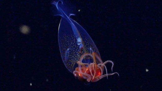 Footage of colossal squid captured on camera for the first time, scientists say