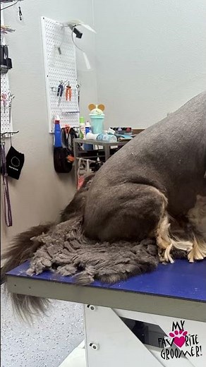 Don't Bathe a Matted Dog #shorts #hair #dog