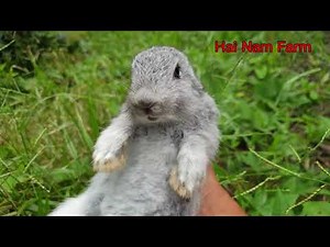 Caught another screaming baby bunny part 1 | scream rabbit | Tiếng thỏ kêu