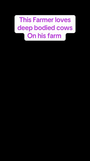 Deep bodied cows #cattle #farming | thecussingfarmers