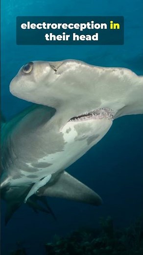 Hammerhead Sharks Unveiled 5 Facts That Will Change How You See Them