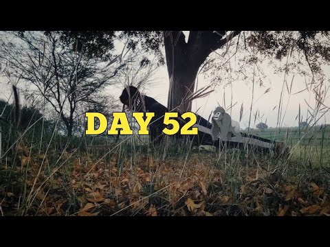 Pushups Challenge – No Days Off 😤 (DAY 52 🦍)