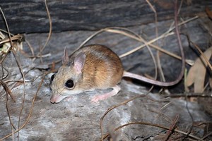 Endangered Hopping Rodent Captured on Camera for First Time