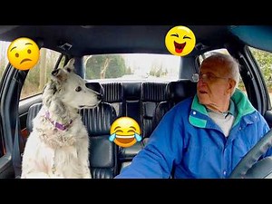 Try Not To Laugh 😂 Best Funny Dog Videos Compilation 2026 #21