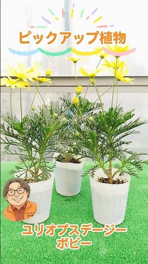 ユリオプスデージー ボビーを紹介します ミドリ葉でかわいいユリオプスデージーです