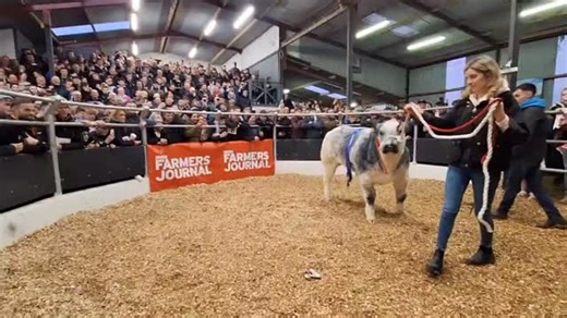 Records smashed as Polar Bear sells for €33,500. 🤝 €33,500 buys Joe Davis’s Belgian Blue calf by Tropique. This fantastic young heifer won the Progressive genetics calf Extravaganza yesterday. For full coverage from Carrick click the link in our bio. 🔗 | Irish Farmers Journal