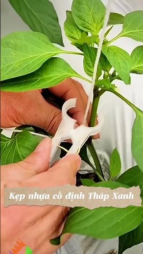 Kẹp nhựa cố định dây leo #thapxanh #kepnhua #kepcodinhdayleo #dungcukepcay #dungcutienich #kepcachua