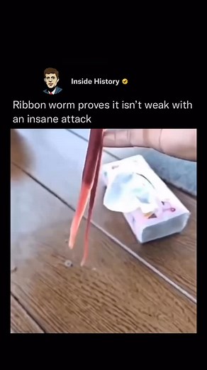 4M views · 3K reactions | A ribbon worm’s hunting technique is often...