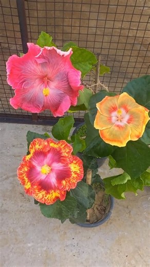 Swamp Cloud, Caribbean Raging Fire, Pacific Aria #everyone #tropical #hibiscus #gardening #hilights #photography #hibiscusworld | Hibiscus World