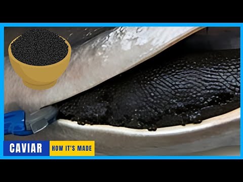 How The World's Most Expensive Caviar Is Extracted | How Black Caviar Is Made