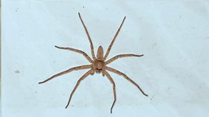 Are you afraid of spiders?