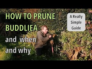 How to Prune Buddleia Butterfly Bush