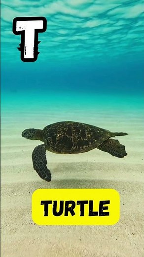 Ocean Animal Song 🌊🐠 | Fun Sea Creature Adventure for Kids | Starfish, Crabs & More | #abcd #kids