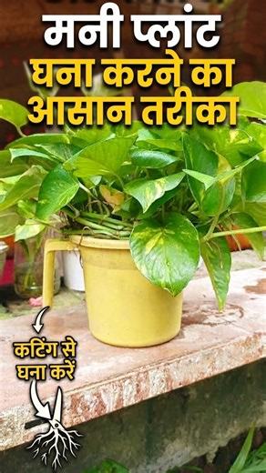 4 Inch Pot Money Plant को घना बनाने का Secret! 🌿 तेजी से होगी Growth | Money Plant Care#indoorplants