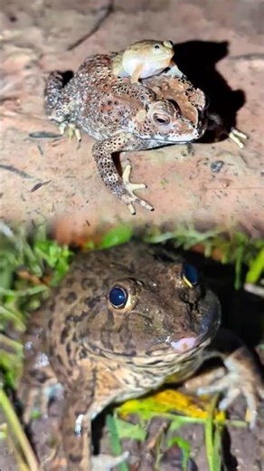 Ting Boing Bonk funny frog for laugh | Frogs make you laugh