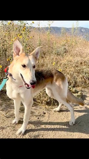 46 reactions · 30 shares | Goldie is one of the dogs at AFV who has...