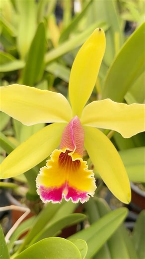 2.9K views · 202 reactions | Introducing Cattleya Aurora:  This...