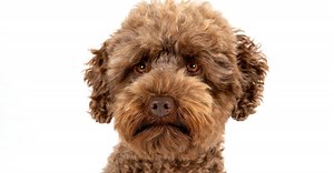 Poodle vs Labradoodle: What Are 8 Key Differences?