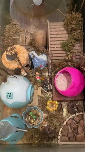 Setting Up the Perfect Hamster Cage