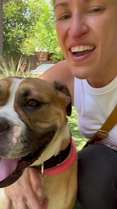 Hanging out with new girl Luna 💓 What we learned: Luna is an adorable wiggle butt, sweet as pie, and so very friendly. We are officially in-love!! If you are looking for an Olde English mix that can breathe well in Texas (within reason 😉), loves humans and other dogs, can actually handle stairs without issue, is young and healthy…Luna is your gal. 💁‍♀️ Head over to the website to apply today! 📝 This sweet girl is the gem you need in your life! | Austin Bulldog Rescue