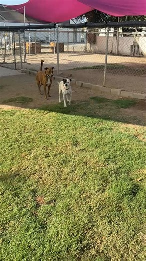 Say hello to Chickadee 🐦—a 30-pound beauty who’s a mix of something spectacular! She might be part Border Collie, maybe part Australian Cattle Dog, or maybe she’s just the world’s perfect bestie—it’s always a guess based on looks, and whatever her mix is, it sure turned out wonderful. At around 2 years old, Chickadee is the perfect balance of playful energy and loving companionship 💕 This smart girl has a spark in her eyes and a sweetness in her heart that makes her impossible not to love. She