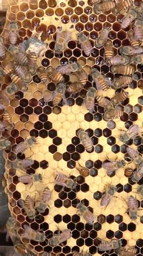 Open and capped brood Apis indica Herland's honey #honeybees #beefarm #honey #beekeeping #udumalpet
