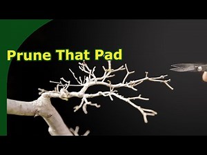 Pruning Azalea Bonsai to develop denser flower pads