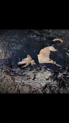 Save the Beach: Join the Ocean Cleaning Efforts