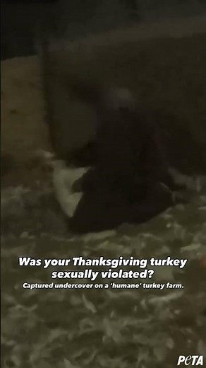 Our investigation uncovered workers at a turkey facility violating live, terrified turkeys