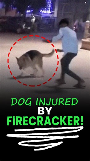 Jarp Media on Instagram: "A viral video circulating online shows a young man lighting and throwing a firecracker. A German Shepherd runs and bites the firecracker in its mouth, which then explodes, injuring the dog. The clip appears to be an older video but is being widely shared during Diwali, raising awareness about pet safety during celebrations with firecrackers. VIDEO CREDIT : truthroute #PetSafety #DiwaliAwareness #GermanShepherd #PetsAndFireworks #AnimalSafety #Diwali2025 #AnimalLovers #P
