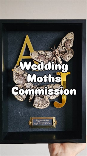a very special entomology frame for a wedding, from the groom to the bride. ✨ was really pleased with the outcome, the moths are SO beautiful and the theme for the day was black & gold. 🖤 - #alternativewedding #moths #entomology #insects #darkaesthetic #natureisart | Stoned Affection