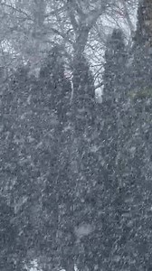 1” to 2” per hour snows happening as expected in many areas! Wow! | SnowFreaks
