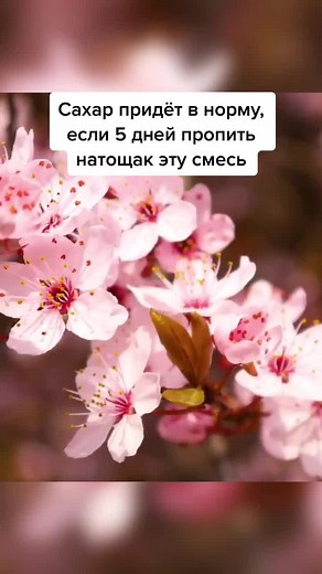 Cherry Blossoms in Full Bloom: A Sign of Spring Renewal