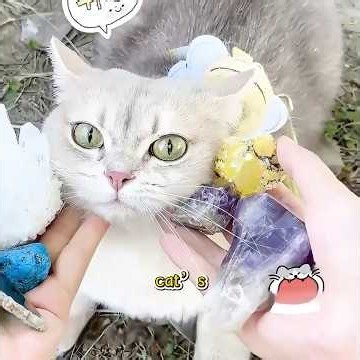 Have you ever seen a cat that can find gemstones?#funny #pets #shuorts