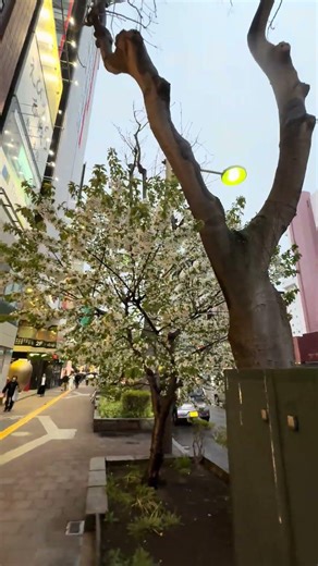 [Cherry blossom trees in Susukino 🌸] Cherry blossoms still in bloom in Susukino, Sapporo, Hokkaid...