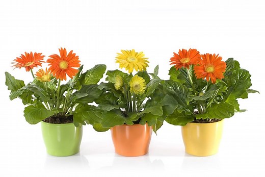 8 Interesting Daisy Facts You Probably Didn't Know