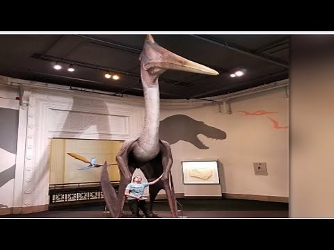 Hatzegopteryx: The Largest Flying Predator of the Cretaceous!