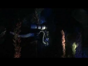 Disneyland Finding Nemo Submarine Voyage At Night Left Side 1080P