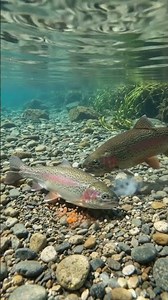 Rainbow Trout Releasing Eggs 😱🐟 | Amazing River Spawning in 4K