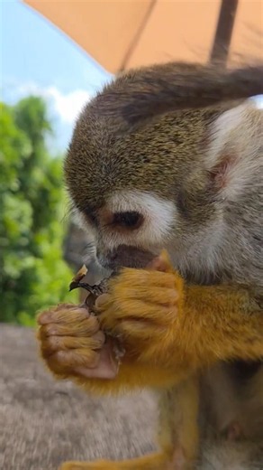 蜂の子をランちゃんにあげてみたら…？ #東武動物公園 #zoo #animals #蜂の子 #コモンリスザル