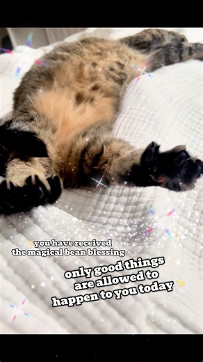 so sayeth the beans #fyp #catsoftiktok #toebeans