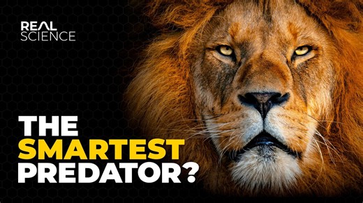 How lions became nature’s most powerful predators