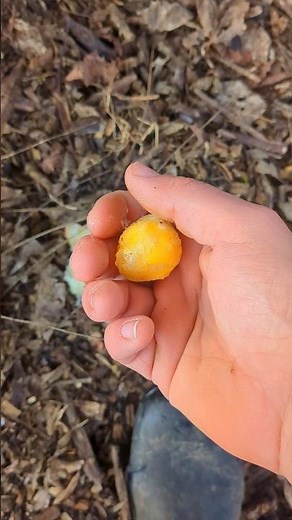 What Happened To This Frozen Chicken Egg?