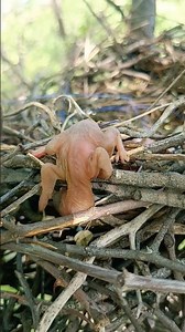 Rufous Treepie Bird Babies Sitting on the Edge of Their Nest #shorts
