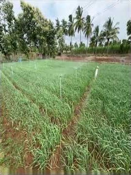 Micro sprinkler with smart irrigation