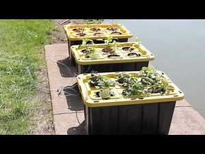 Home made Outdoor Deep Water Culture (DWC) Hydroponics Part 1