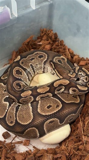 First Ball Python Clutch Of 2026!