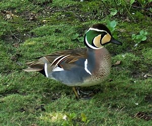 Baikal teal - Alchetron, The Free Social Encyclopedia